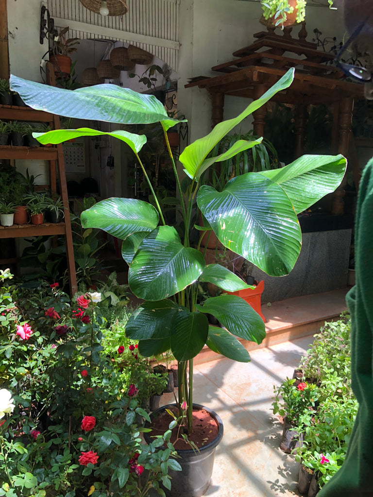 Calathea lutea