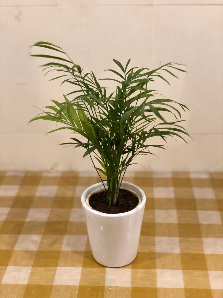 Cane palm Table Top variety