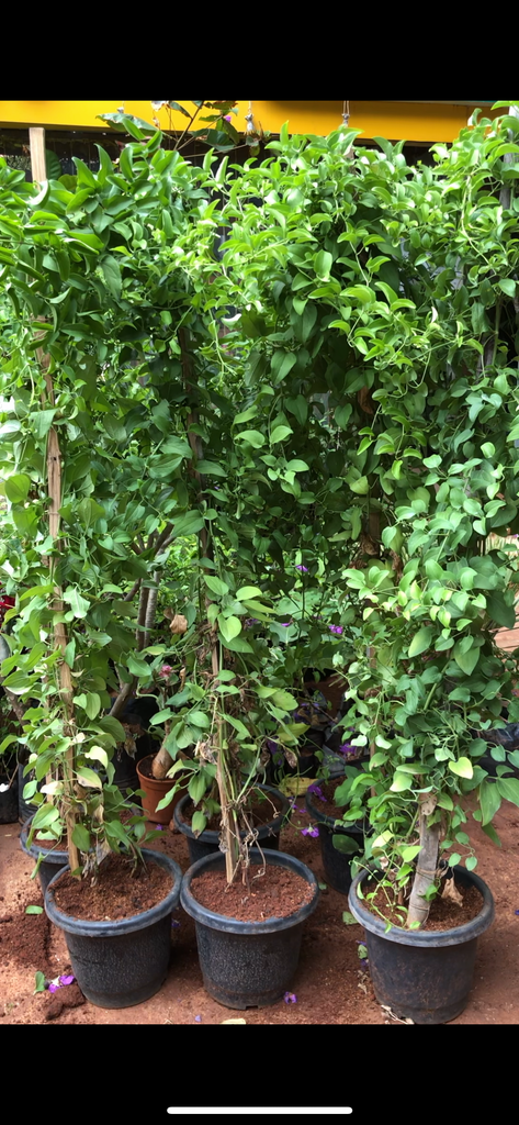 Bridal creeper
