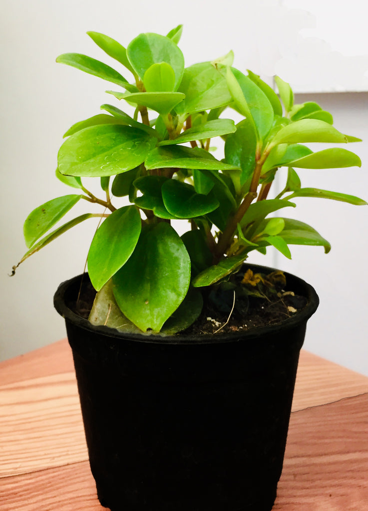 Peperomia Cubensis