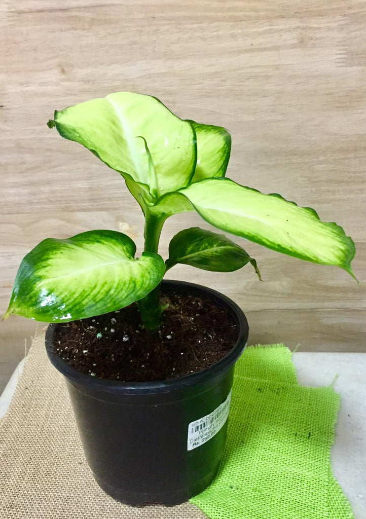 Dieffenbachia Camille