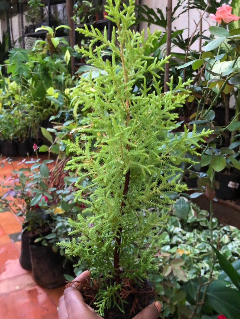 Golden cypress