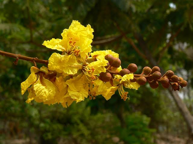 peltophorum