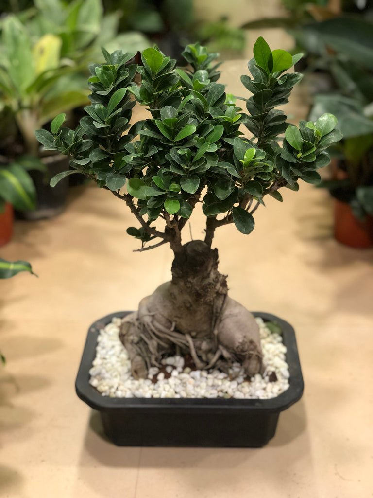 Ficus Bonsai