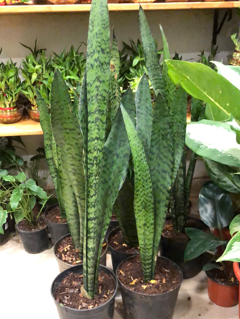 Sensevieria