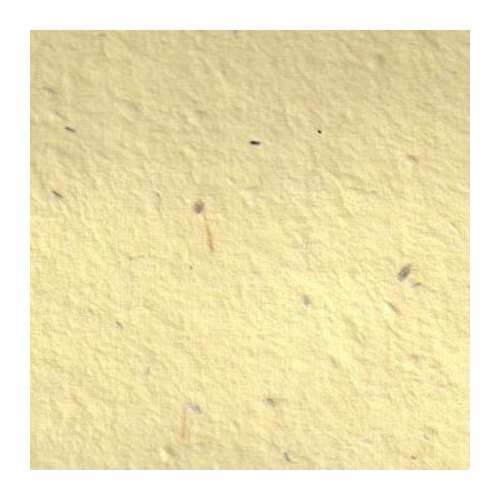 Seed paper A4 size ( *per paper)