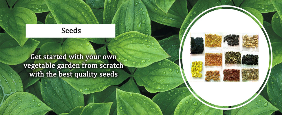 Agricultural Seeds at Best Price in Chennai
