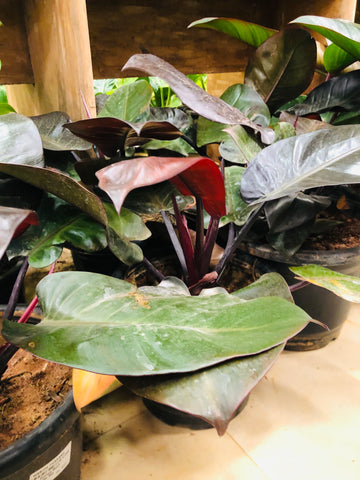 philodendron black