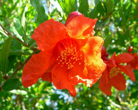 pomegranate tree