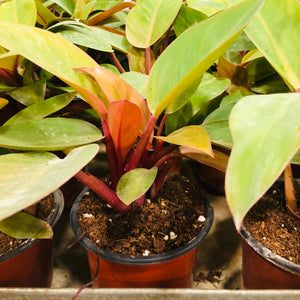 philodendron Congo yellow