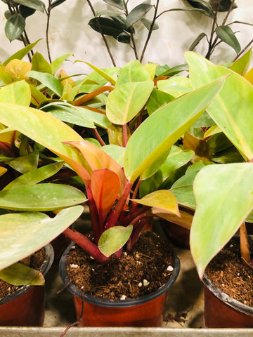 philodendron Congo yellow