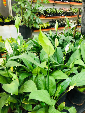 Spathiphyllum (Peace Lily Plant)