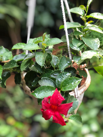 Mandevilla