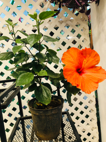 HIBISCUS hybrid