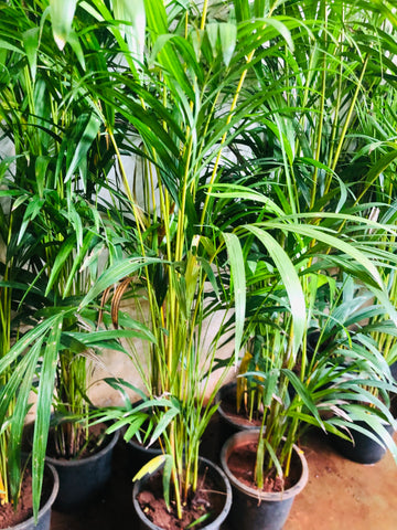 Areca Palm