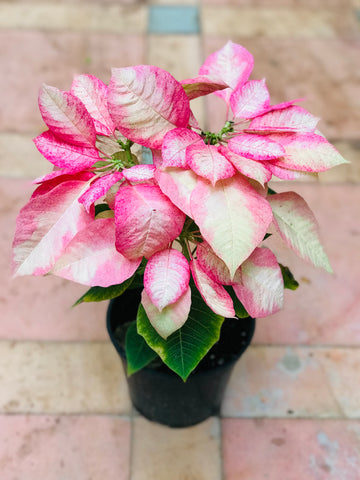 Poinsettia