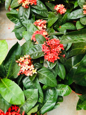 IXORA