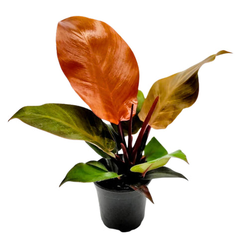 Philodendron Red