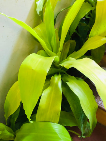 Dracena massangena gold