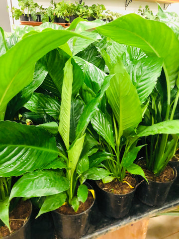 Spathiphyllum (Peace Lily Plant)