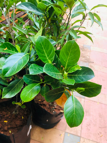 jackfruit tree