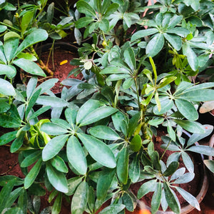 Schefflera