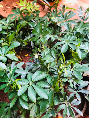 Schefflera