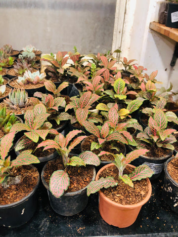 Fittonia