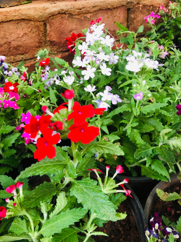 verbena plant