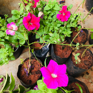 petunia ( assorted color ) with pot