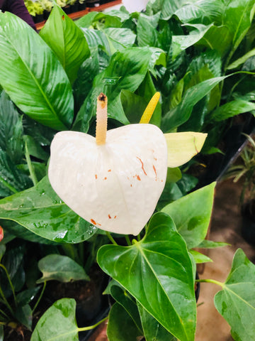 Anthurium