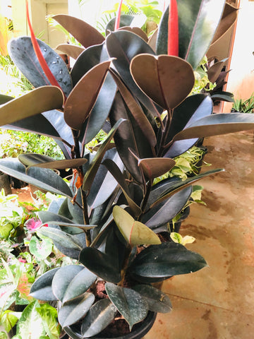 Ficus Rubber