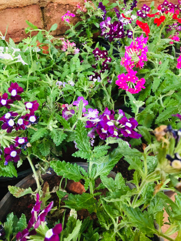 verbena plant