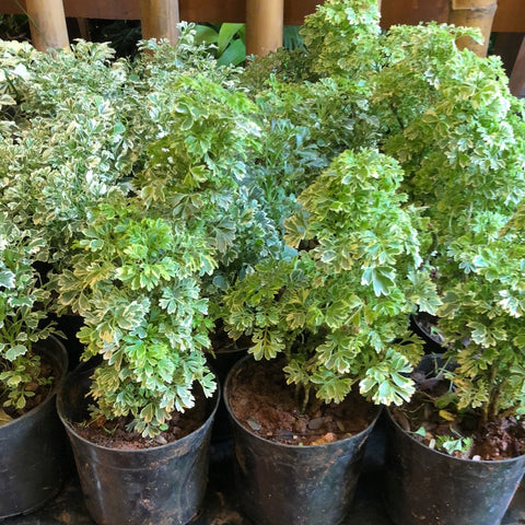 Areila plants