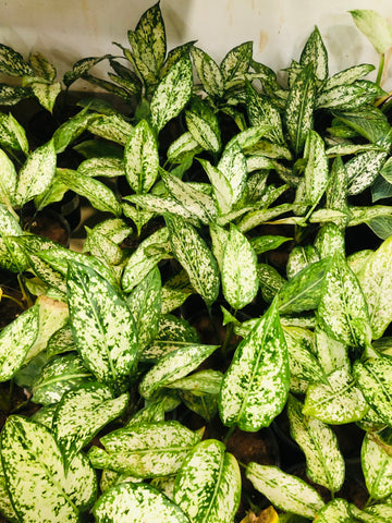 Aglaonema Snow White