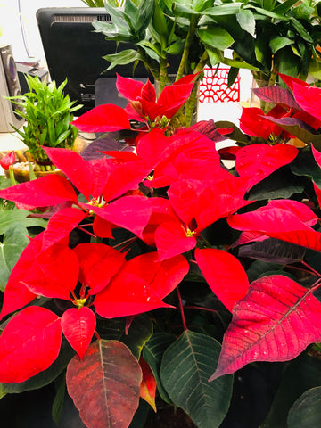 Poinsettia