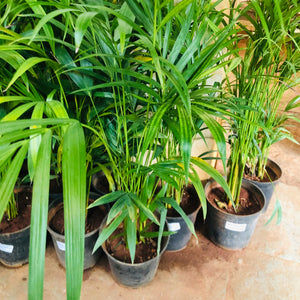 Areca Palm