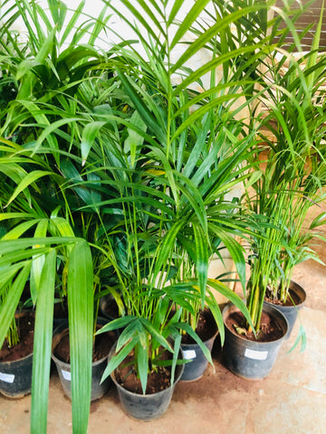 Areca Palm