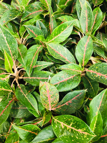 Aglaonema green