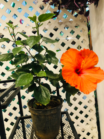 HIBISCUS hybrid