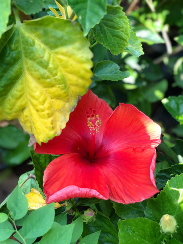 HIBISCUS hybrid