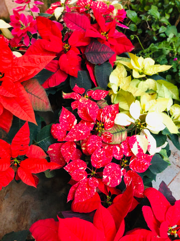 Poinsettia