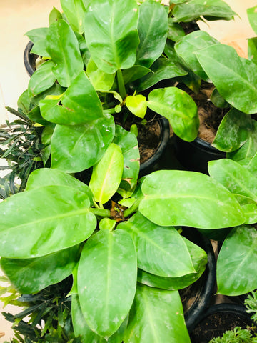 philodendron Congo yellow