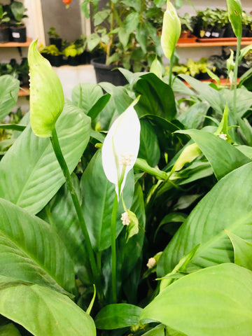 Spathiphyllum (Peace Lily Plant)