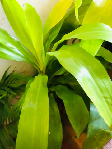 Dracena massangena gold