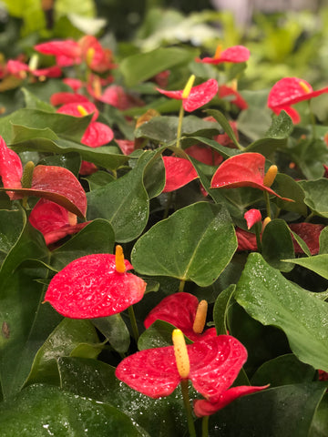 Anthurium