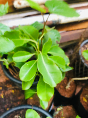 sapote tree