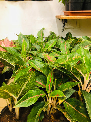 Aglaonema green