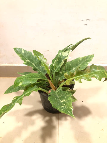 Philodendron Pluto Varigated