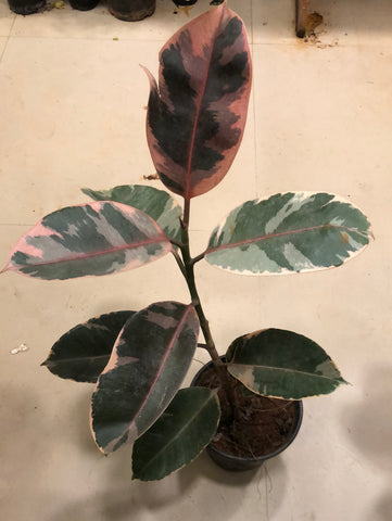 Ficus Rubber (variegated)